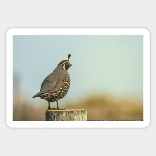 California Quail Sticker